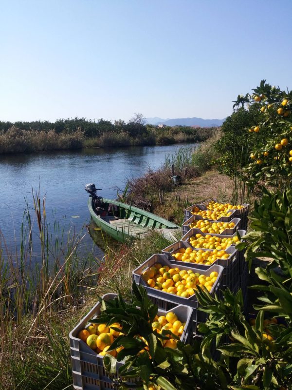Mandarine 5 kg - Slika 6