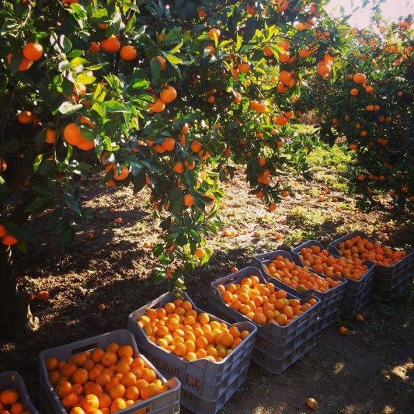 Mandarine 5 kg - Slika 7