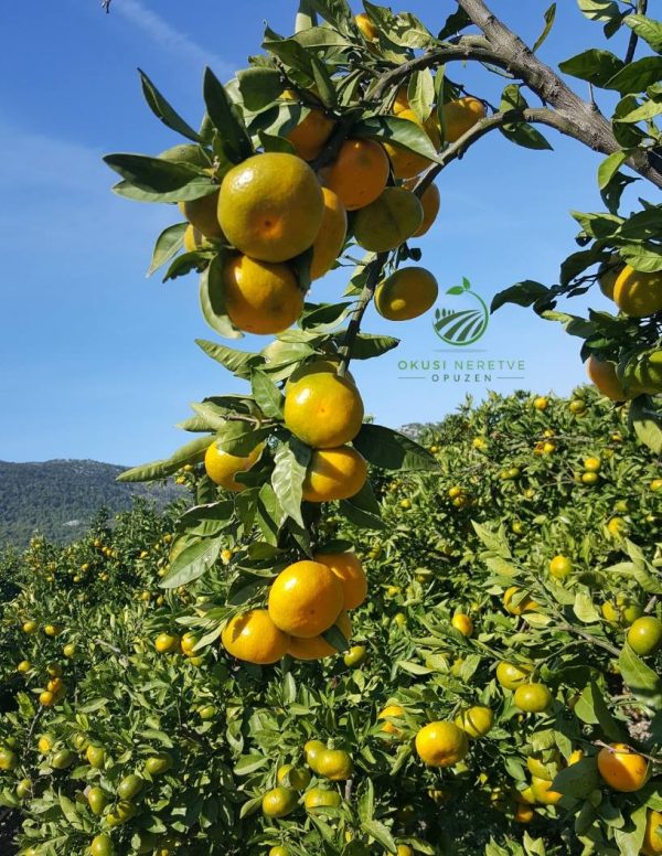 Mandarine 5 kg - Slika 5