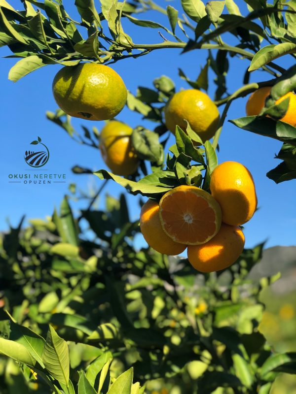 Mandarine 5 kg - Slika 4