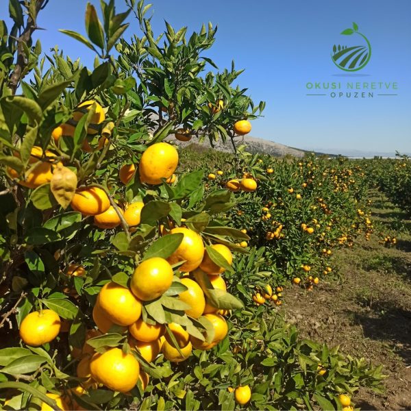 Mandarine 5 kg - Slika 3