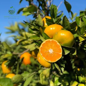 Mandarine 5 kg