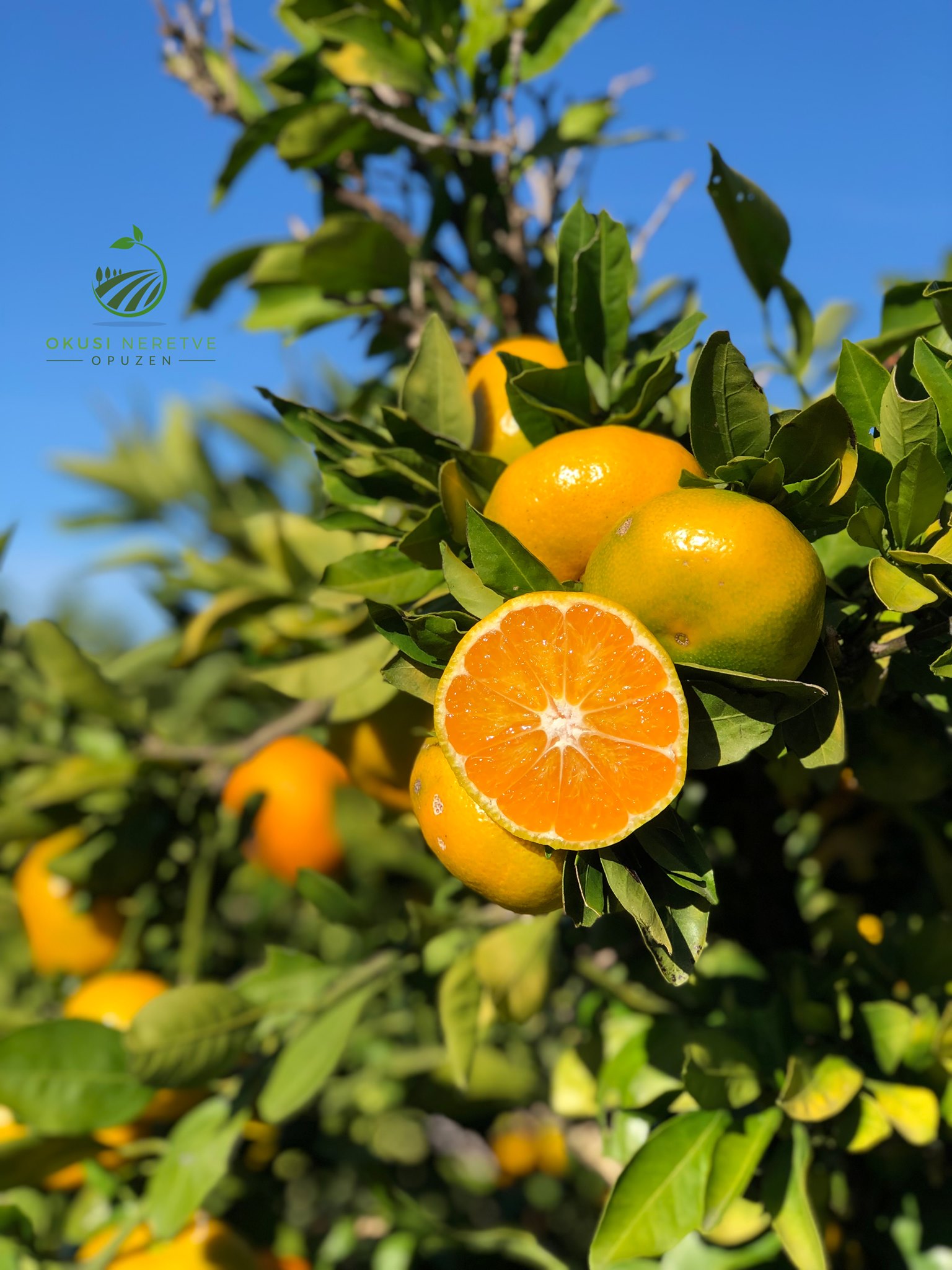 Domaće neretvanske mandarine iz doline Neretve